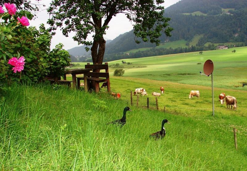 Hinterankerwald Apartman Walchsee Kültér fotó